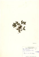 藏品(五葉黃連(臺灣黃連))的圖片